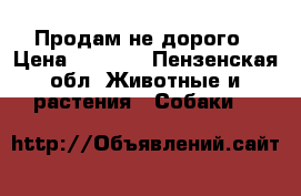 Продам не дорого › Цена ­ 1 000 - Пензенская обл. Животные и растения » Собаки   